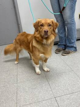 Australian Shepherd Dogs Available for Adoption in Sorrento, Louisiana - Pieces | PetCurious