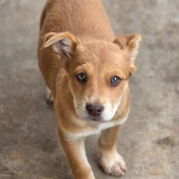 Husky and Cattle Dog Dogs Available for Adoption in Midland, Texas - Rogue | PetCurious