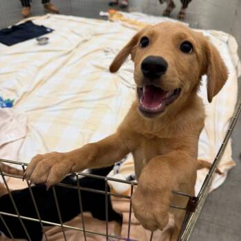 Ivana -  Mixed Breed Dog for Adoption in Walker, Michigan - Ivana | PetCurious