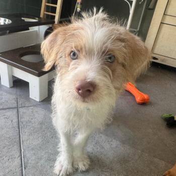Maltese Dogs Available for Adoption - Leon | PetCurious