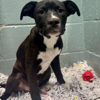 Mixed Breed Dogs Available for Adoption - Sunflower | PetCurious