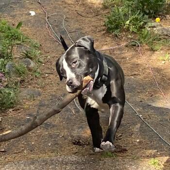 Princeton -  Mixed Breed Dog Available for Adoption in Vassalboro, Maine - Princeton | PetCurious