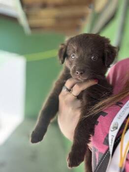 Labrador Retriever Dogs Available for Adoption in Elmsford, New York - Bucket | PetCurious