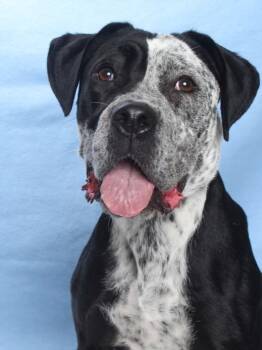 LACEY -  Pit Bull Terrier and Mixed Breed Dog for Adoption in Burbank, California - LACEY | PetCurious
