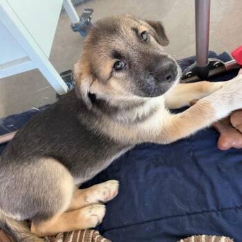 Allison -  Mixed Breed Dog for Adoption in Bentonville, Arkansas - Allison | PetCurious