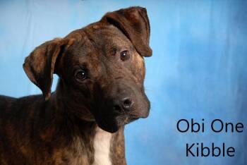 Obi One Kibble -  Pit Bull Terrier Dog for Adoption in Mount Vernon, Ohio - Obi One Kibble | PetCurious
