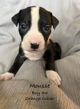 Mousse -  Pit Bull Terrier Dog for Adoption in Colorado Springs, Colorado - Mousse | PetCurious