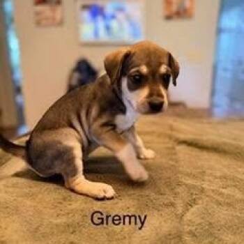 Gremy -  Hound and Chihuahua Dog for Adoption in Lexington, Kentucky - Gremy | PetCurious