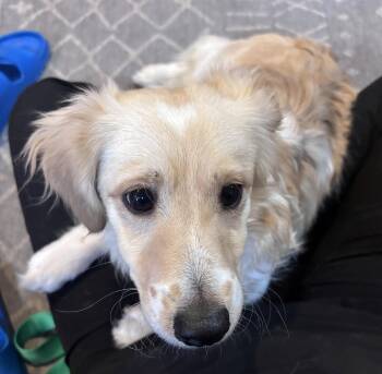 Spaniel Dogs Available for Adoption in Evergreen, Colorado - Hank | PetCurious