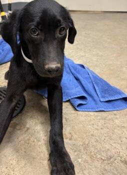 26-506 -  Labrador Retriever and Mixed Breed Dog for Adoption in Barnesville, Georgia - 26-506 | PetCurious
