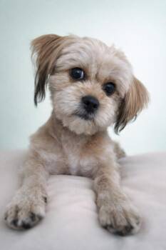 Maltese Dogs Available for Adoption - Creamsicle | PetCurious