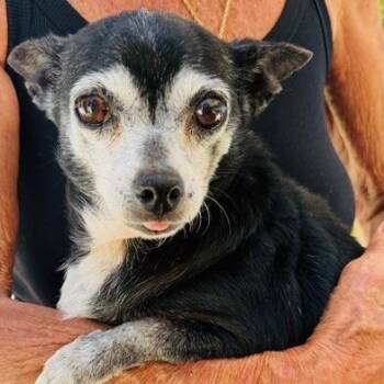 Mixed Breed and Chihuahua Dogs Available for Adoption in Williston, Florida - Angelina Prev. Angel | PetCurious