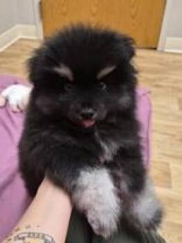 Pomsky Dogs Available for Adoption in Woodstock, Illinois - Cupid | PetCurious
