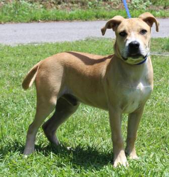 Gus 43838 -  Terrier Dog for Adoption in Prattville, Alabama - Gus 43838 | PetCurious