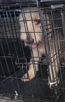 Bernie -  Golden Retriever and Labrador Retriever Dog for Adoption in Fort Worth, Texas - Bernie | PetCurious
