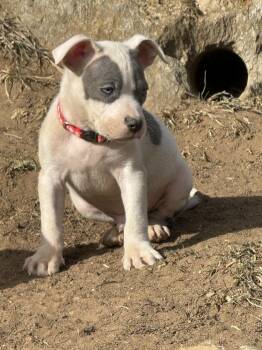Labrador Retriever and Boxer Dogs Available for Adoption - Murphy | PetCurious