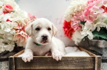 Labrador Retriever and Great Pyrenees Dogs Available for Adoption in Newberg, Oregon - Cruze | PetCurious