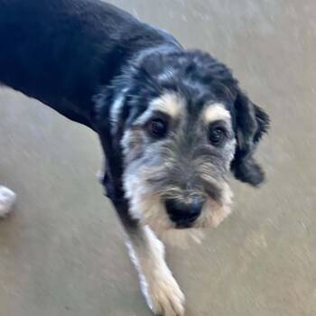 Mojo -  Schnauzer and Poodle Dog for Adoption in Boulder, Colorado - Mojo | PetCurious