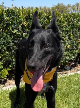 Border Collie and Shepherd Dogs Available for Adoption in Mission Viejo, California - Apollo Maximus | PetCurious