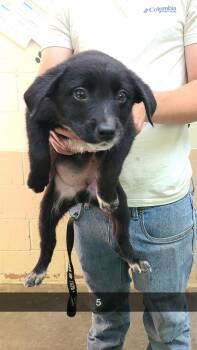 Labrador Retriever Dogs Available for Adoption in Swainsboro, Georgia - Chester | PetCurious