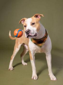 Happy Guy -  Pit Bull Terrier and Mixed Breed Dog for Adoption in Atlanta, Georgia - Happy Guy | PetCurious