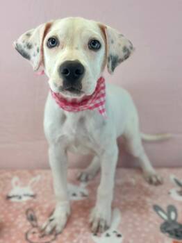 Pixel -  Boxer and Dalmatian Dog for Adoption in Mooresville, North Carolina - Pixel | PetCurious