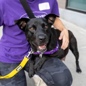 Rescue Black Labrador Retriever and Mixed Breed Dogs for Adoption in New York, New York - Harmony | PetCurious