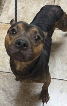 Rescue Mixed Breed Dogs for Adoption in Cincinnati, Ohio - Slushy | PetCurious