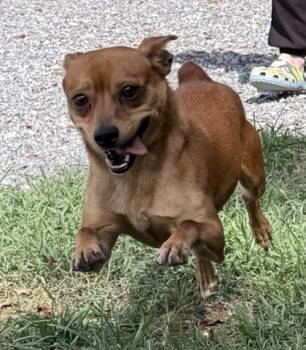 Brownie -  Parson Russell Terrier and Mixed Breed Dog for Adoption in Wilkesboro, North Carolina - Brownie | PetCurious