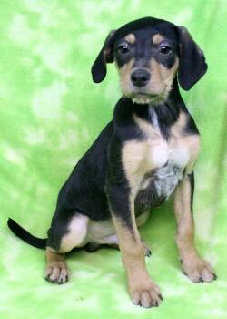 JOSE -  Pointer Dog for Adoption in Broomfield, Colorado - JOSE | PetCurious