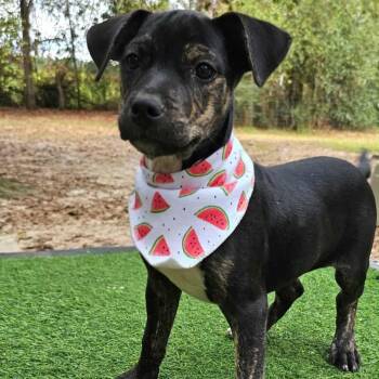 Rescue Black Mouth Cur and Bulldog Dogs for Adoption in Bonifay, Florida - Skittles | PetCurious