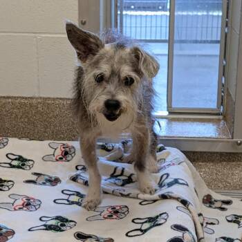 Carl -  Mixed Breed and Wirehaired Terrier Dog for Adoption in League City, Texas - Carl | PetCurious