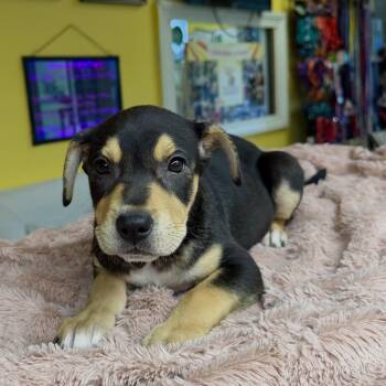 Mixed Breed Dogs Available for Adoption in Boca Raton, Florida - Beatrix | PetCurious