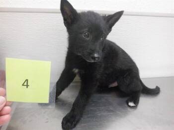 Belgian Shepherd Malinois and Mixed Breed Dogs Available for Adoption in Oroville, California - JACE | PetCurious