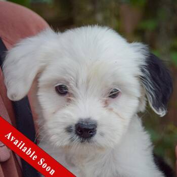 Ducky -  Poodle and Wirehaired Terrier Dog for Adoption in Huntley, Illinois - Ducky | PetCurious