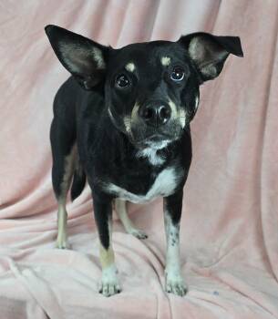 Shepherd and Labrador Retriever Dogs Available for Adoption in New York, New York - Sammie *foster Needed*  | PetCurious