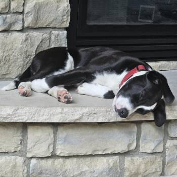Labrador Retriever and Mixed Breed Dogs Available for Adoption in Cincinnati, Ohio - Atlas | PetCurious