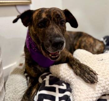 Labrador Retriever and Catahoula Leopard Dog Dogs Available for Adoption in Friendswood, Texas - Coffee Sweets The Sweetest Gentle Lovebug | PetCurious
