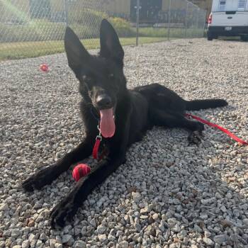 Webber -  German Shepherd Dog Dog for Adoption in Shelbyville, Illinois - Webber | PetCurious