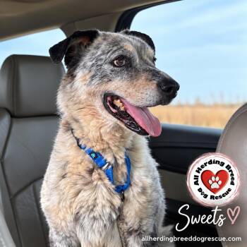 Sweets -  Cattle Dog Dog for Adoption in Joliet, Illinois - Sweets | PetCurious