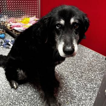 Collie and Husky Dogs Available for Adoption - Blue | PetCurious