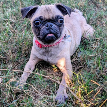 Rescue Pug Dogs for Adoption in San Antonio, Texas - Cranberry | PetCurious