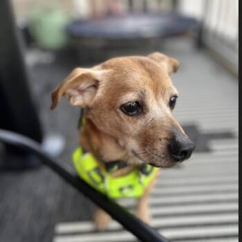 Chihuahua Dogs Available for Adoption - Barney (Courtesy Post) | PetCurious