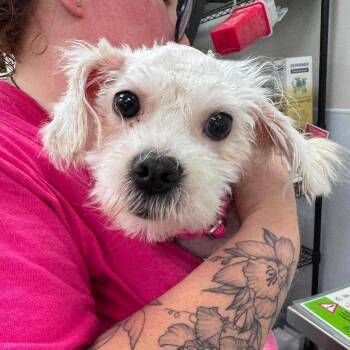 Murpha -  Mixed Breed Dog for Adoption in Fredericksburg, Virginia - Murpha | PetCurious