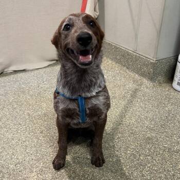 IVHS-Stray-142576 -  Cattle Dog Dog for Adoption in San Gabriel, California - IVHS-Stray-142576 | PetCurious