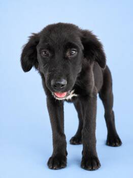 Border Collie Dogs Available for Adoption in Wauchula, Florida - Goose | PetCurious