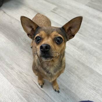 Tres Leches -  Chihuahua Dog for Adoption in Emporia, Kansas - Tres Leches | PetCurious