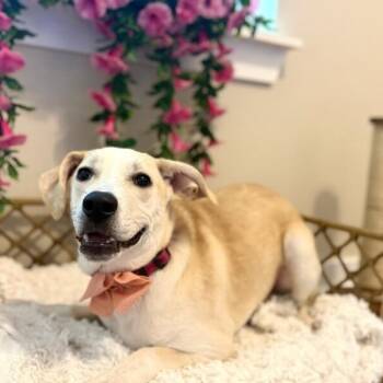 Sugar White Cuddly Cutie -  Labrador Retriever and Golden Retriever Dog for Adoption in Friendswood, Texas - Sugar White Cuddly Cutie | PetCurious