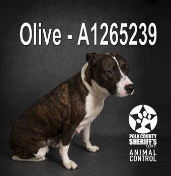 American Bulldog Dogs Available for Adoption in Winter Haven, Florida - OLIVE | PetCurious