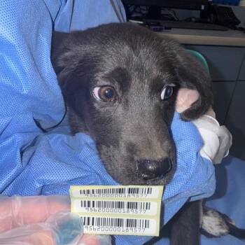 Cimmerian -  Mixed Breed Dog for Adoption in Charleston, West Virginia - Cimmerian | PetCurious